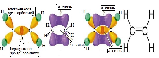 Этилен гибридизация углерода. Сигма связи в молекуле этена. Двойная связь гибридизация. Сигма связи в органической химии. Строение молекулы этилена.