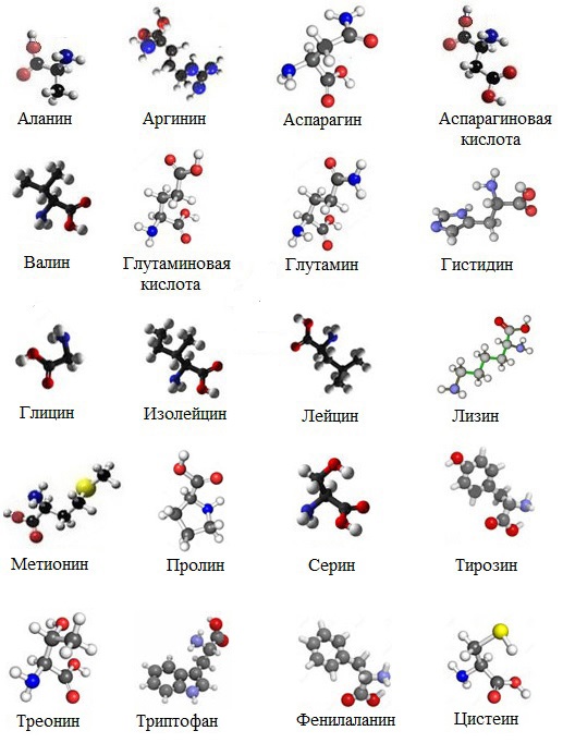 Аминокислоты 10 класс химия презентация габриелян