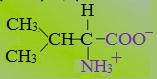 Какие химические свойства характерны для аминокислоты