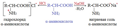 Какие химические свойства характерны аминокислот