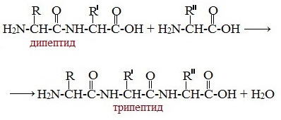 Уравнение реакции получения трипептида ала гли цис