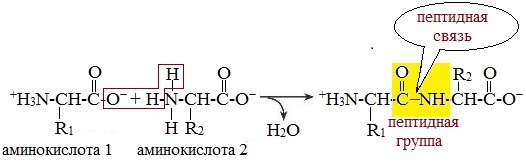 Пептидная группа. Химические свойства пептидов. Схема пептидной связи. Химические свойства аминокислот пептидная связь.