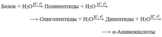 Белок и вода уравнение реакции