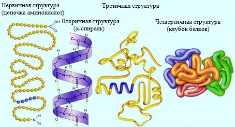 Гемоглобин белок с третичной структурой thumbnail