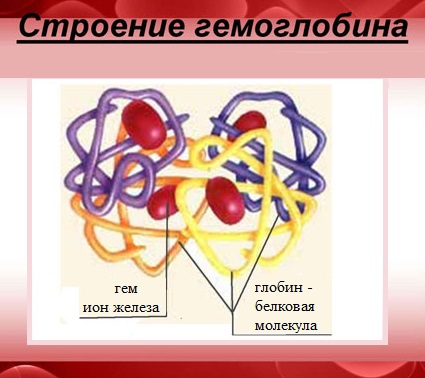 Гемоглобин состоит из нескольких полипептидных цепей