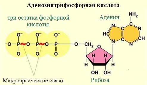 Остаток кислоты атф. Аденин рибоза три остатка фосфорной кислоты это. Строение остатка фосфорной кислоты. Рибоза макроэргические связи аденин. Три остатка фосфорной кислоты.