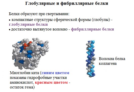 Фибриллярный структурная амилаза б ферментативная. Третичная структура белков фибриллярные и глобулярные белки. Структура глобулярных белков. Фибриллярные и глобулярные белки структура. Глобулярная и фибриллярная структура белков.