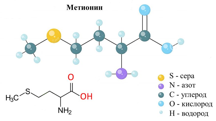 Метионин | Химия онлайн